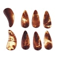thumbnail image 4 of Gu Zheng púas shamjiam 8 Uds Grande Guzheng Finger Picks, 4 of 7