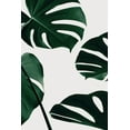 thumbnail image 2 of Artographie Studio 13x18 White Modern Wood Framed Museum Art Print Titled - Monstera Natural 20, 2 of 4