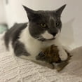 thumbnail image 2 of Ethical SPOT Shaggy Plush Giant Mouse - Cat Toy, Fuzzy Mice with Catnip and Rattle Toy for Indoor Cats and Kittens, Perfect Size for Pouncing on, Chasing, Hunting - 8.5in, 1 Piece C42, 2 of 3