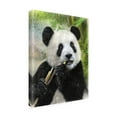 thumbnail image 3 of Canvas Wall Art - Trudi Simmonds 'Panda Baby' Wall Art for Living Room, Bedroom, or Office Décor by Trademark Fine Art - 24 x 32 Inches, 3 of 4