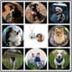 thumbnail image 3 of Collar con proyección de pata de perro con mensaje "Te amo" en 100 idiomas y huellas de animales de compañía de plata 925, 3 of 5
