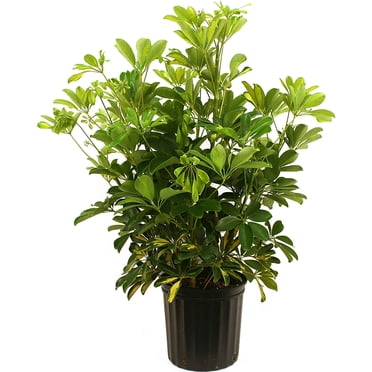 Rare Black Rabbit's Foot Fern - 3.7