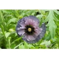 thumbnail image 4 of Seedville 50 Amazing Grey Poppy Shirley Poppy Flower Seed, 4 of 11