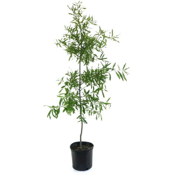 National Plant Network 3 gal Willow Oak Live Tree with Full Sunlight