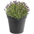 thumbnail image 1 of Maceta de cultivo Green Basics 13 - Maceta de cultivo - gris oscuro - interior y exterior - ? 17 x H 15,6 cm, 1 of 5