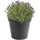 thumbnail image 1 of Maceta de cultivo Green Basics 13 - Maceta de cultivo - gris oscuro - interior y exterior - ? 17 x H 15,6 cm, 1 of 5