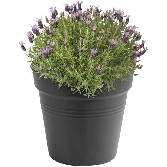 Maceta de cultivo Green Basics 13 - Maceta de cultivo - gris oscuro - interior y exterior - ? 17 x H 15,6 cm