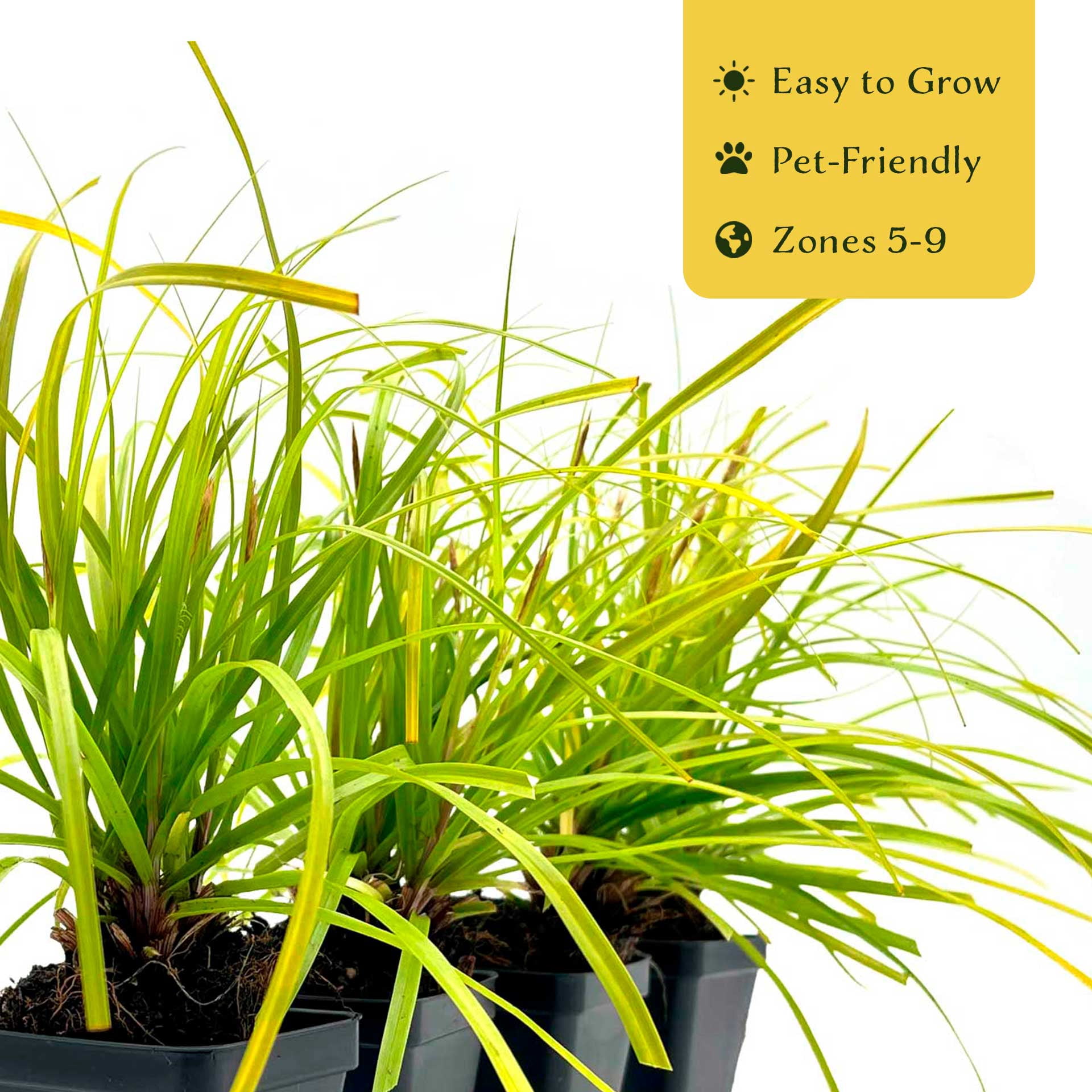 6 Everillo Sedge Grass – Evergreen Clumping Ornamental Grass with Arching Golden Foliage for Shade, Borders & Containers (Carex oshimensis ‘Everillo’) in 3.5″ Cubes, Live Plants