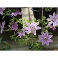 thumbnail image 3 of Clematis John Paul II - Live Plant in a 4 Inch Growers Pot - Clematis 'John Paul II' - Starter Plants Ready for The Garden - Beautiful White and Pink Flowering Vine, 3 of 5