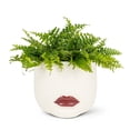 thumbnail image 3 of Planteur Lèvre Rouge, 3 of 4