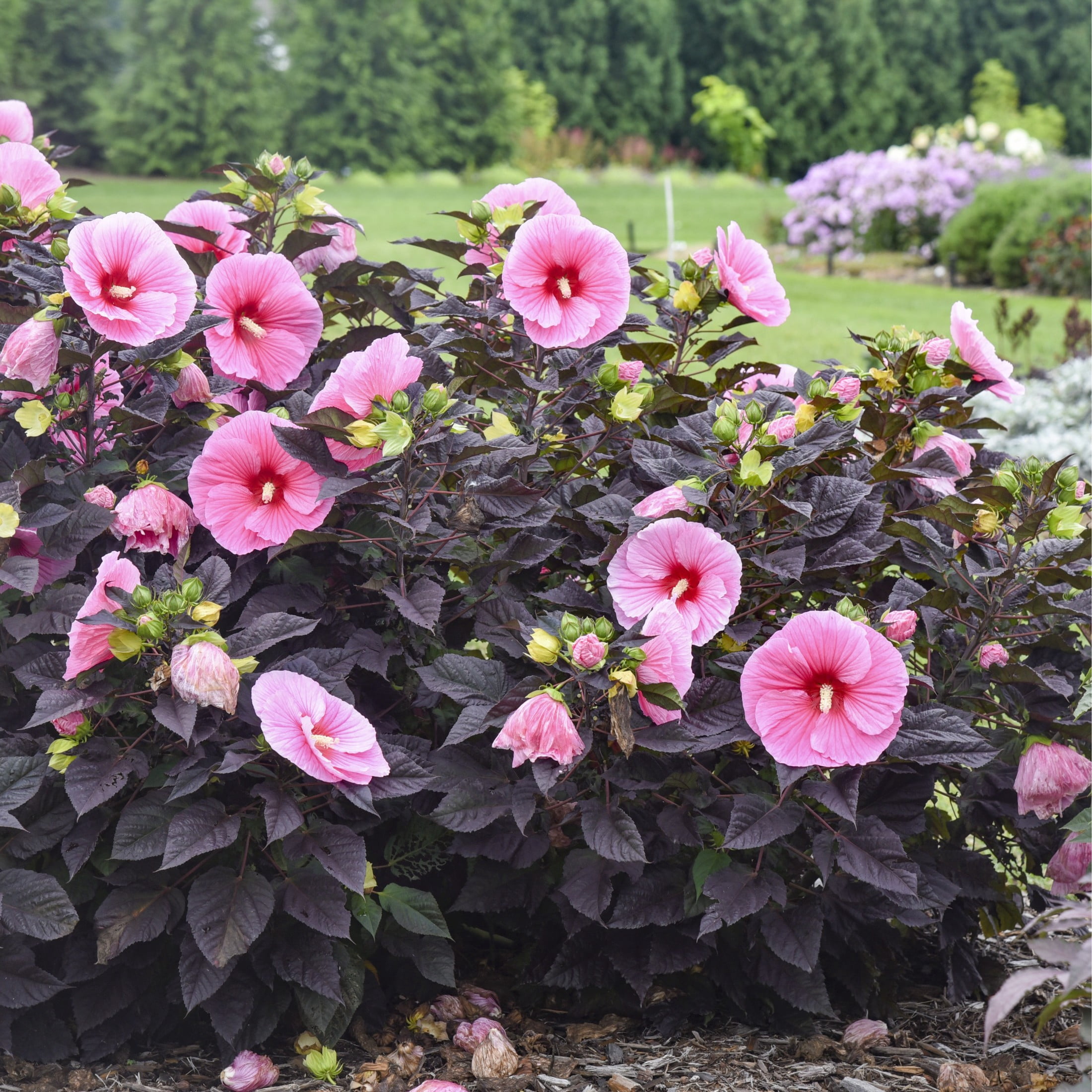 Proven Winners 18" Pink Summerific 'Edge of Night' Rose Mallow Live Plant in 8.88" Pot