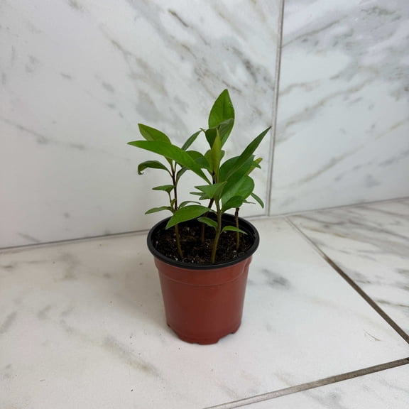 Ardisia Humilis, 4" Plant, The Plant Farm