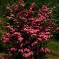 thumbnail image 2 of Flowering Dogwood Tree 'Scarlet Fire 'Rutpink' Dogwood’, 2 of 7