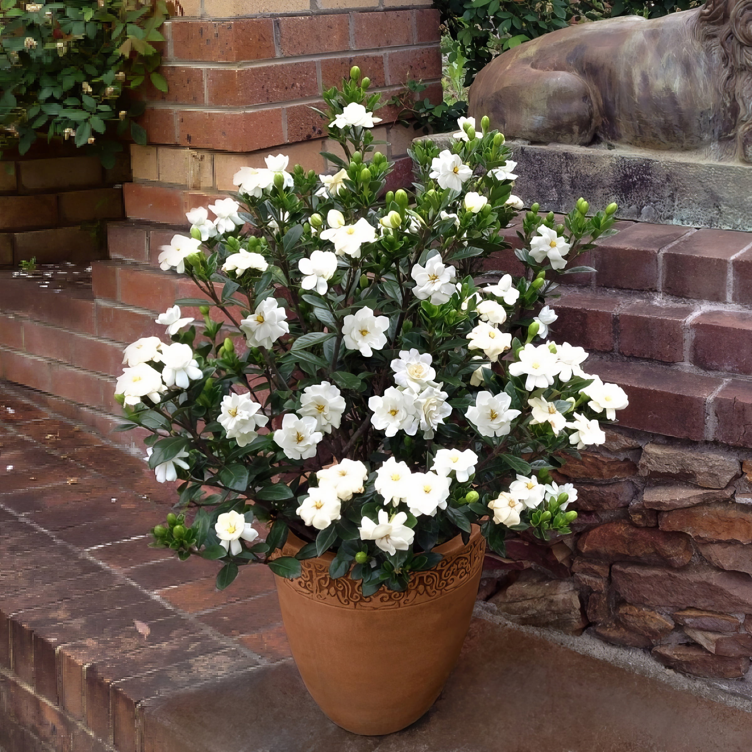 1 gal Gardenia 'Buttons'Live Shrub with Full Sunlight
