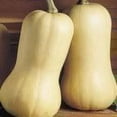 thumbnail image 2 of 50 Graines de Courge Musquée WALTHAM BUTTERNUT d'Hiver Cucurbita Moschata, 2 of 5