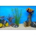 thumbnail image 6 of Living Marine Aquarium, Volume 2 (DVD, 2006, Widescreen) NEW, 6 of 7