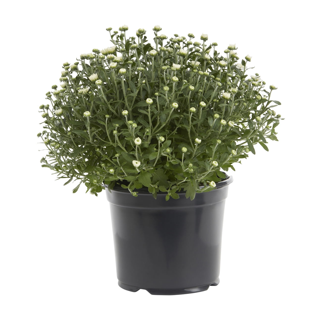 Expert Gardener 12 Inch White Chrysanthemum Live Fall Plant 3.0QT Grower's Pot Wed 2-Pack Easy to Grow
