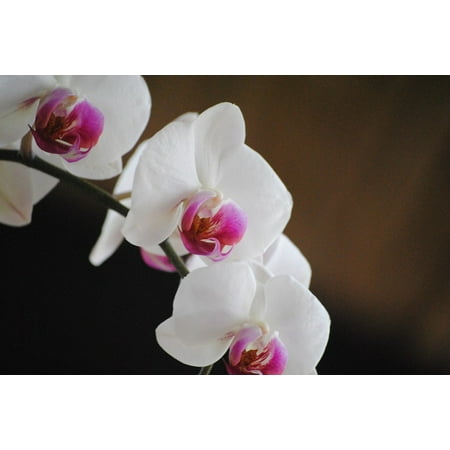 - Peel-n-Stick Poster of Flower Petal White Orchids Plant Nature Tropical Poster 24x16 Adhesive Sticker Poster Print