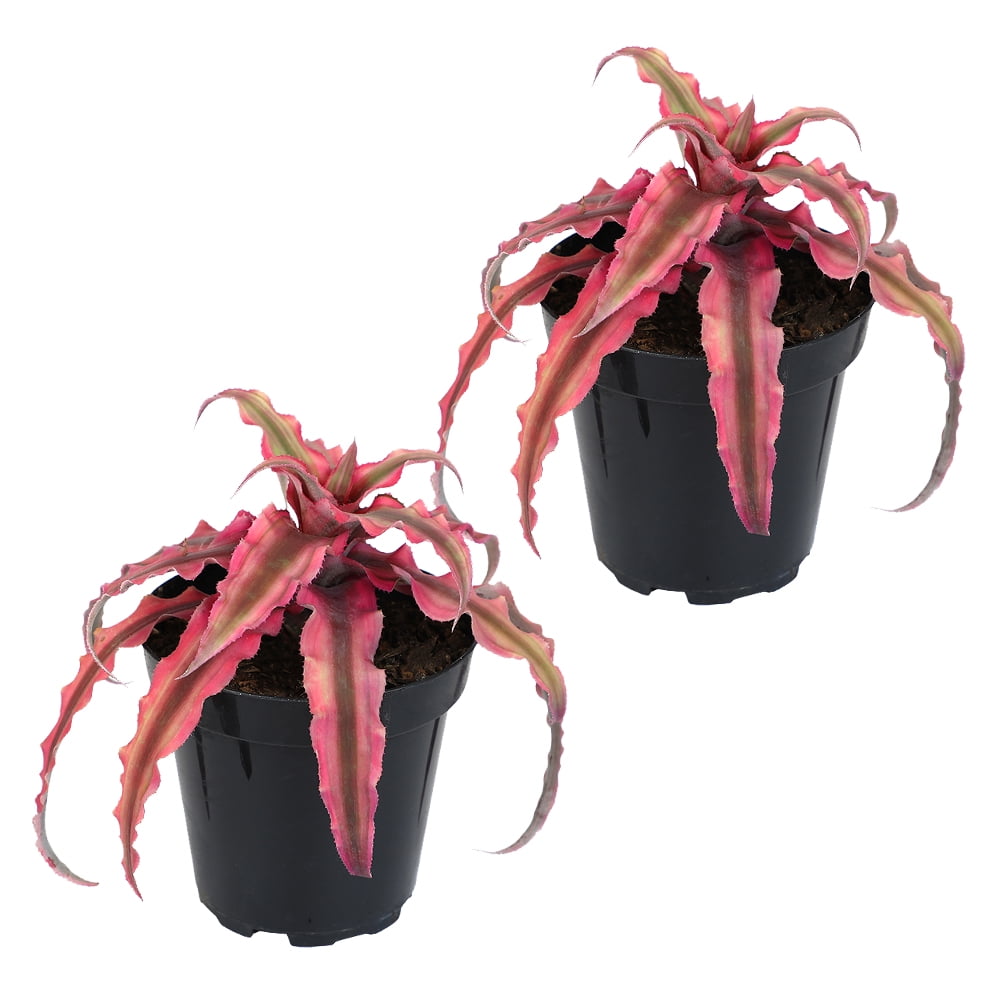 altman plants 3.5" pink cryptanthus bivittatus live plant (2 pack) with  grower pots