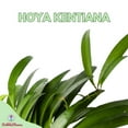 thumbnail image 2 of Hoya Kentiana, 4" Potted Starter, Honeyplant Waxplant Porcelain Flower, 2 of 9