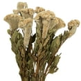 thumbnail image 2 of Vickerman Natural Botanicals 18-24" Cream Dried Celosia Coxcomb, 4 oz. Bunch, 2 of 6