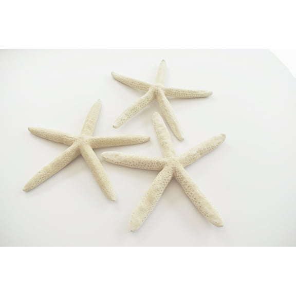 3 White Finger Starfish 5-6" Beach Wedding Nautical Decor Crafts Coastal Arts