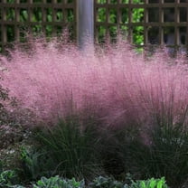 30 Pink Muhly Grass Seeds for Planting