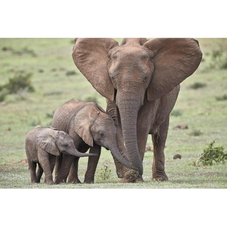 African Elephant (Loxodonta africana) mother and two young, Addo Elephant National Park, South Afri Print Wall Art By James