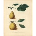 thumbnail image 2 of Pear Varieties, Pyrus Communis Poster Print By ® Florilegius Mary Evans (24 X 36), 2 of 4