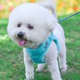 thumbnail image 2 of Mosey Premium Pet Traction Leash Faux Rabbit Fur Edging   for Small Medium Dogs   Prevent Rushing Out, 2 of 7