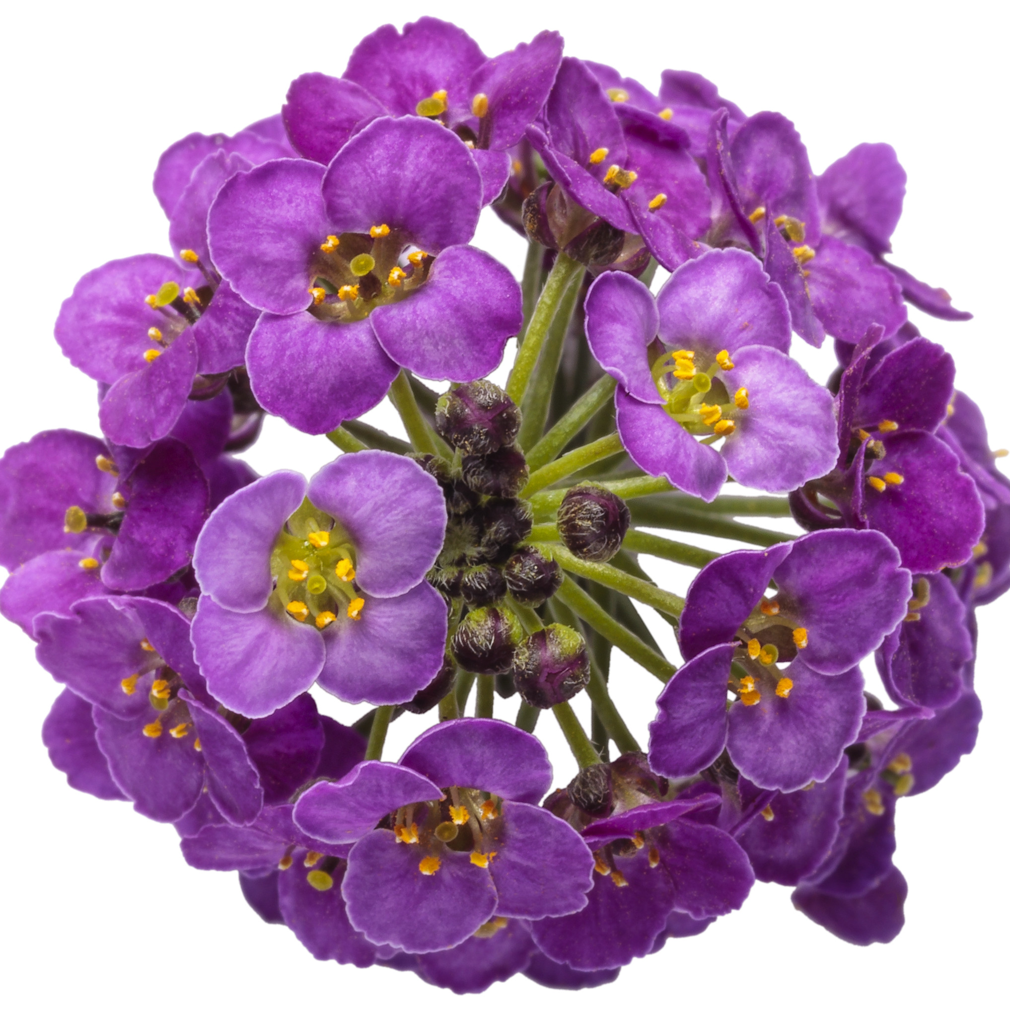 Proven Winners 4" Purple Violet Knight Sweet Alyssum Live Plant in 4.25" Pot (4 Count)