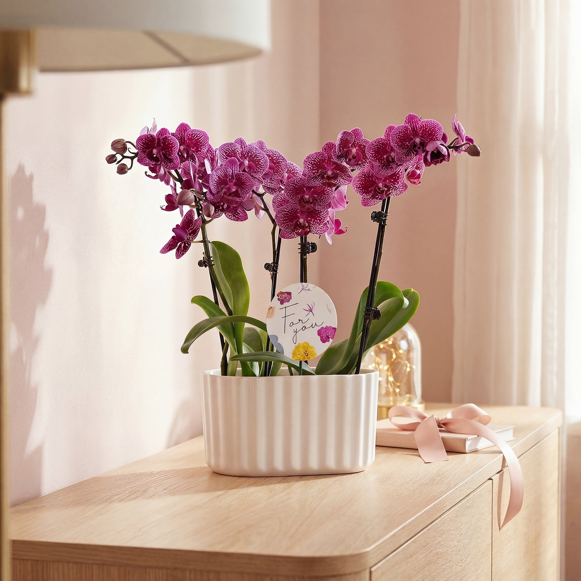 Green Circle Growers 6" Double Mini Dark Purple Orchid Live Plants in White Memphis Planter – Mother’s Day Gift