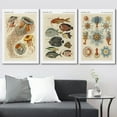 thumbnail image 3 of wall26 Canvas Print Wall Art Set Vintage Retro Jellyfish Coral Reef Posters Nature Animals Illustrations Realism Rustic Landscape Colorful for Living Room, Bedroom, Office - 16"x24" x 3, 3 of 5