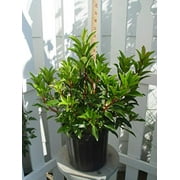 Sarah Mountain Laurel