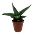 thumbnail image 3 of Rare Samurai Sword Snake Plant - Sansevieria - 2" Pot - Collector's Series, 3 of 4