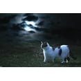 thumbnail image 2 of Pet Attire Glow In The Dark Lime Skulls Adjustable Safety Cat Collar, 2 of 6