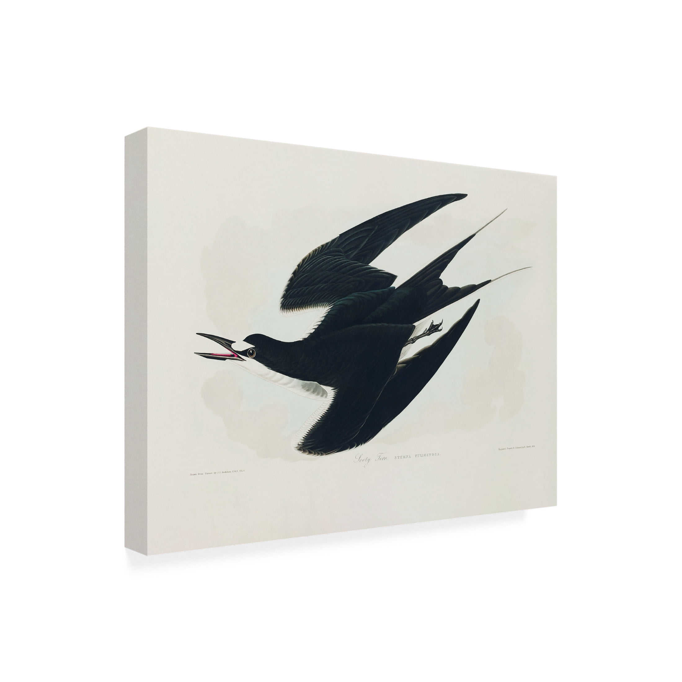 Trademark Fine Art Pictufy Sooty Tern From Birds of America 1827 Canvas Wall Art