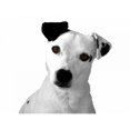 thumbnail image 3 of Grey, Jace 14x12 Black Modern Framed Museum Art Print Titled - Jack Russell Buddy 2, 3 of 5