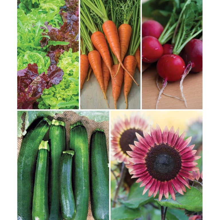 Burpee Garden Sown Flower, Herb & Vegetable Seeds Collection, Plant Basil,  Lettuce, Cucumber, Radish, Spinach, Kale, Zucchini, Sunflower & Marigold ...