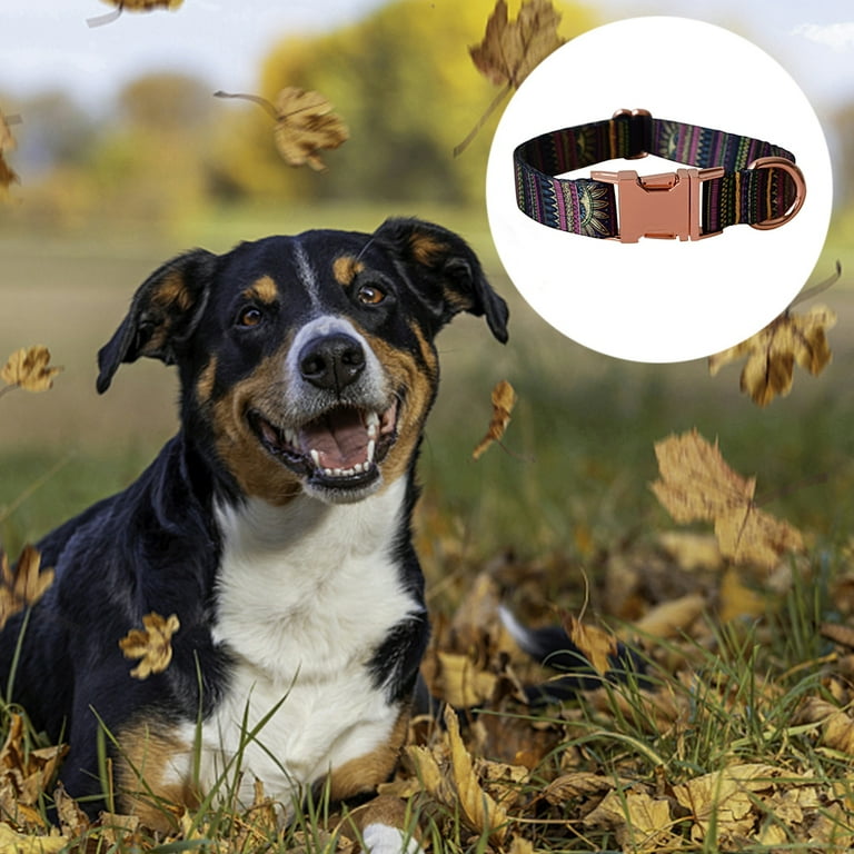 Safest dog collar discount