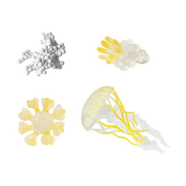HILABEE Modèle de Biologie Scientifique Cycle de Croissance des Méduses Figure Jaune