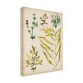 thumbnail image 2 of June Erica Vess 'Vintage Sea Fronds IV' Canvas Art, 2 of 3
