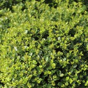 3 gal. Helleri Shrub