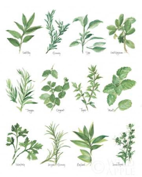 herb-spice-alphabet-chart-art-print-etsy-herbalism-herbs-medicinal-herbs