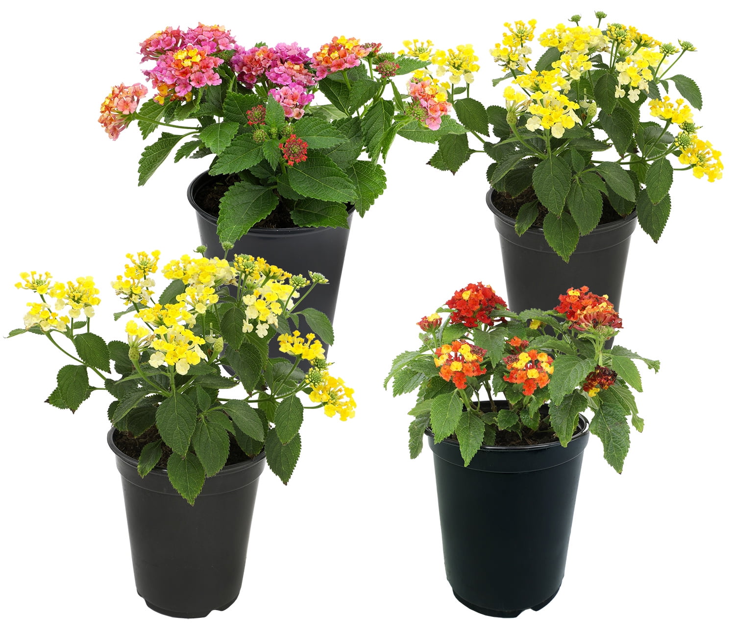 Expert Gardener Multicolor Lantana Drought Tolerant Flowers in 1 Quart Pots (4 Count) Full Sun