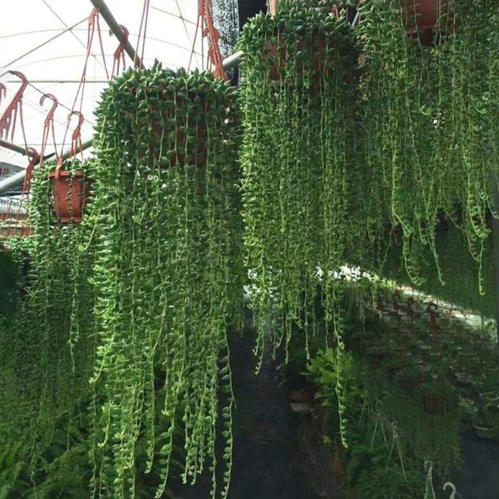 LYINGF Hanging Small Plastic Hanging Plant Pot Basket Hanging Flower Pots with Hole for Outdoor Indoor Garden Balcony Small Plants,Watering Hanging Planters Indoor Flower Pots