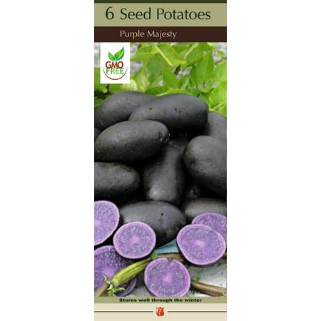 Purple Majesty Seed Potato 6 Tubers - Heirloom - Great (Best Way To Plant Seed Potatoes)
