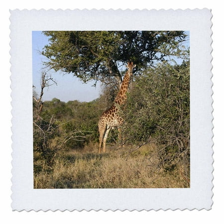 3dRose South African Giraffe full body view - Quilt Square, 10 by 10-inch