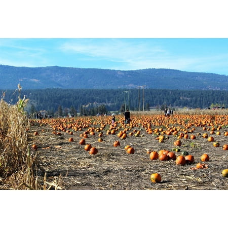 - Canvas Print Farm Pumpkins Autumn Agriculture Field Harvest Stretched Canvas 10 x 14