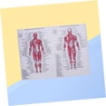 thumbnail image 4 of r Diagrama De Anatomía Muscular Cartel De Esqueleto Humano Ideal Para Estudio (44x33cm), 4 of 5